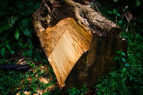 The Wood Stock Photos