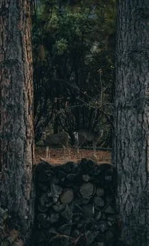 Into the Wood Stock Photos