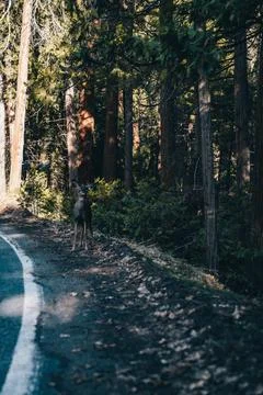 Into the Wood Stock Photos