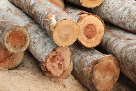 Wood Foto stock