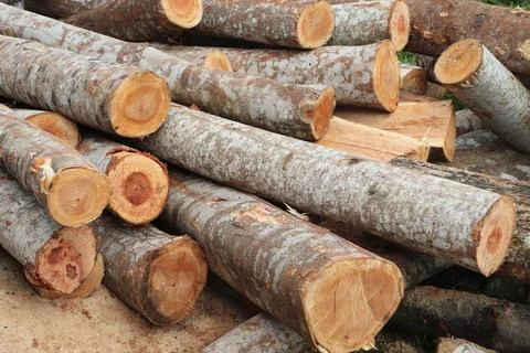 Wood Foto stock