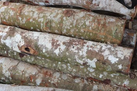 Wood Stock Photos