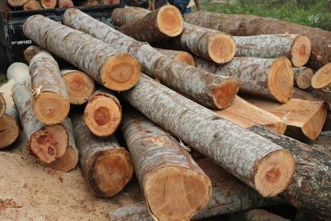 Wood 스톡 사진