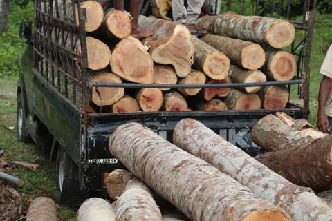 Wood Foto stock