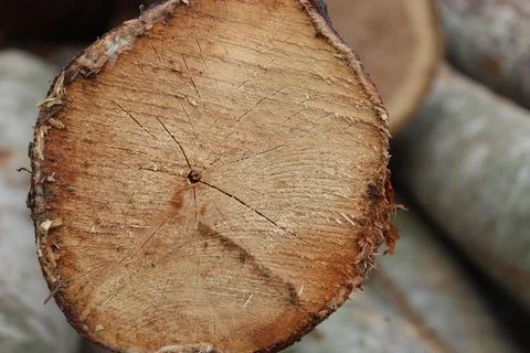 Wood Stock-Fotos