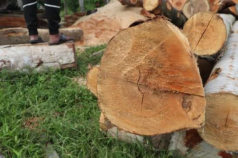 Wood Foto stock