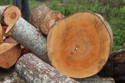 Wood Foto stock