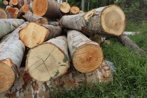 Wood Stock-Fotos