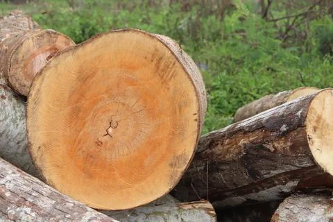 Wood Foto stock