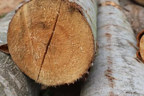 Wood Foto stock
