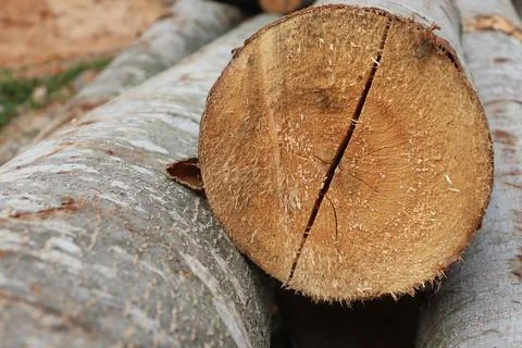 Wood Foto stock