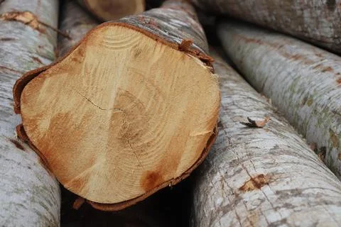Wood Foto stock