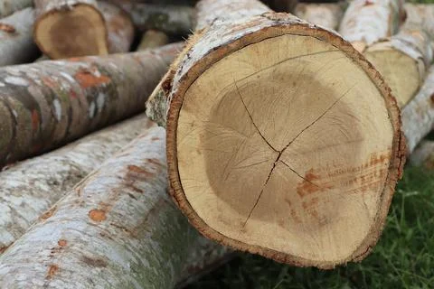 Wood Foto stock
