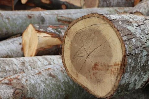 Wood Foto stock
