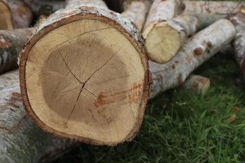 Wood Foto stock