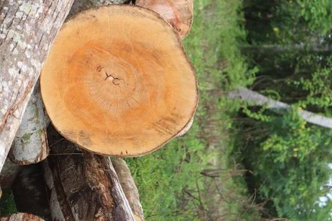 Wood Foto stock