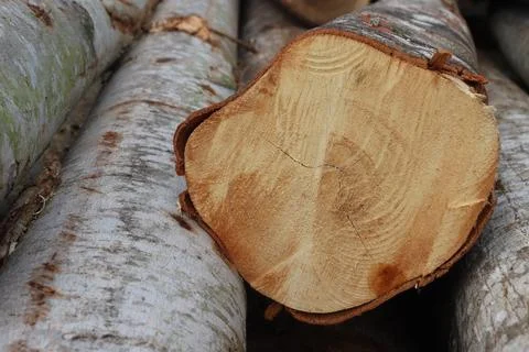 Wood Foto stock