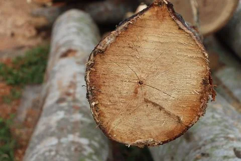 Wood Stock Photos