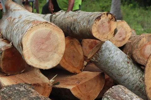 Wood Foto stock