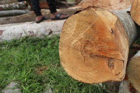 Wood Foto stock