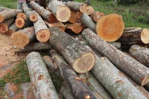 Wood 스톡 사진