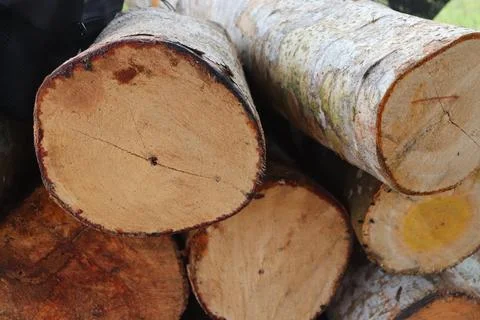 Wood Foto stock