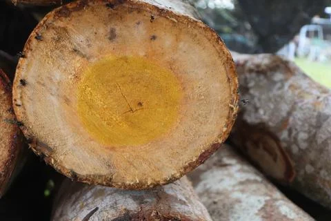 Wood Stock Photos