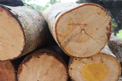 Wood Foto stock