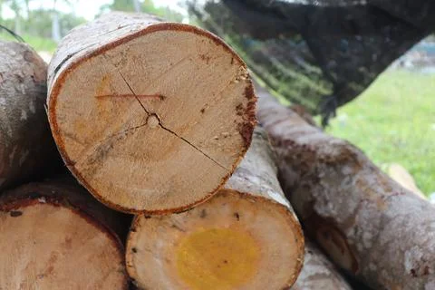 Wood 写真素材