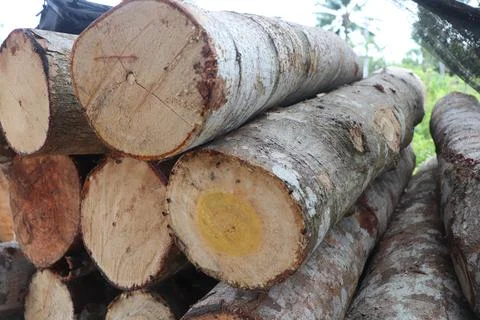 Wood Foto stock