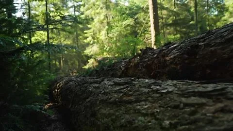 Wood Stock Photos