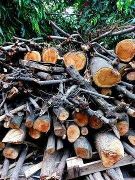 Wood Foto stock