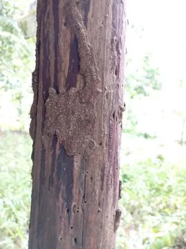 Wood Stock Photos