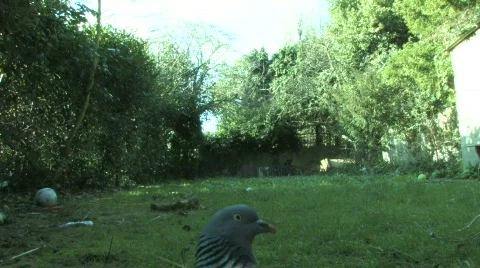 Wood Pidgeon 2 Stock Footage 618585