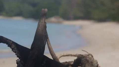 Wood Pieces In Front Of Waves On Beach Shore - Static Stock Footage 80637811