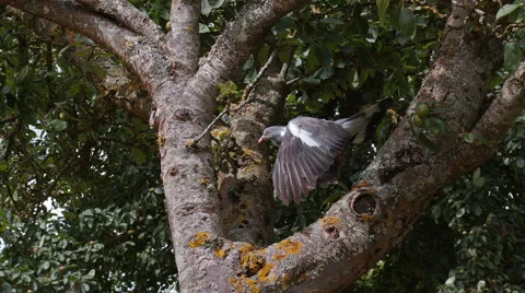 Wood Pigeon, columba palumbus, Adult in Flight, Taking off from Branch, Stock Footage