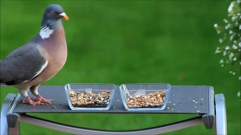 Wood pigeon eating bird seed against green background Stock Footage