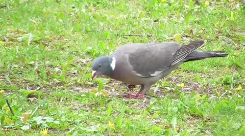 Wood pigeon Vídeo Stock 49589563