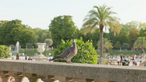 Wood Pigeon Perched on a Stone Balustrade in a Lush European Park on a Sunny Day 库存影片 340261781