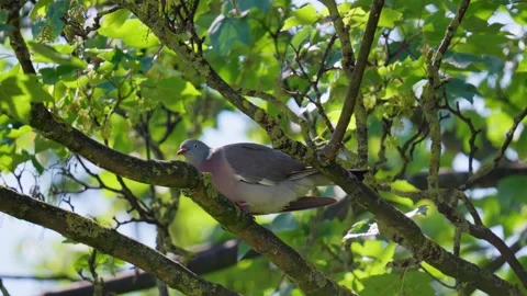 Wood Pigeon perched in a tree 動画素材 243570937