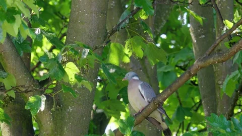 Wood Pigeon perched in a tree Stock Footage 243571019