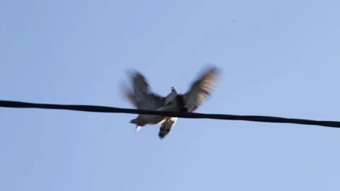 Wood pigeons fighting Stock Footage 131696261