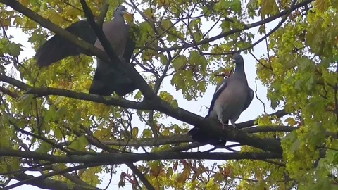 Wood pigeons Stock Footage 75402906