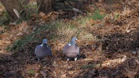 Wood pigeons Vídeo Stock 171087114