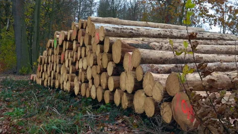 Wood pile Stock Footage 143741563