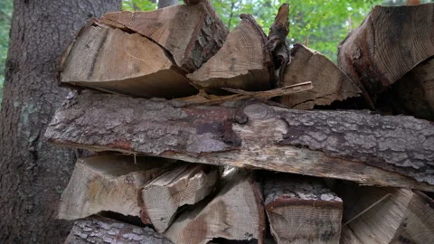 Wood pile in the forest. Log trunks pile, the logging timber wood industry. Stock Footage 158971622