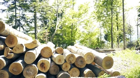 Wood pile movement Stock Footage 112777897