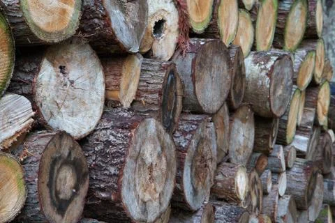 Wood pile Stock Photos