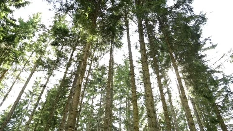 Wood pine in the forest 動画素材 95034124