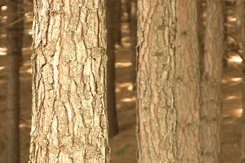 Wood Pine Forest SD-03 库存影片 37668096